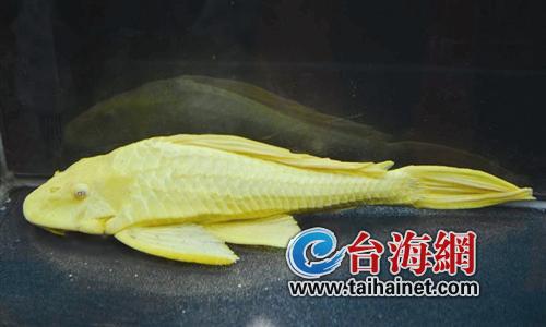 鱼界“土豪”游进鹭岛 巨大锦鲤身价超20万 图 黄金女王，银河战舰