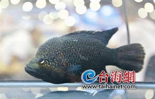 鱼界“土豪”游进鹭岛 巨大锦鲤身价超20万 图 黄金女王，银河战舰