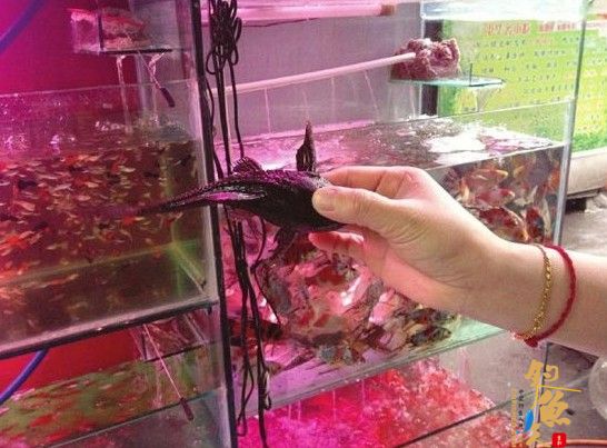 泸州市民买到怪鱼 全身黑黢黢背壳硬梆梆 专家鉴定为清道夫 组图