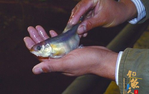 崂山仙胎鱼，黄岛来安家 仙胎鱼闻起来有一股清香味，所以也叫香鱼 图