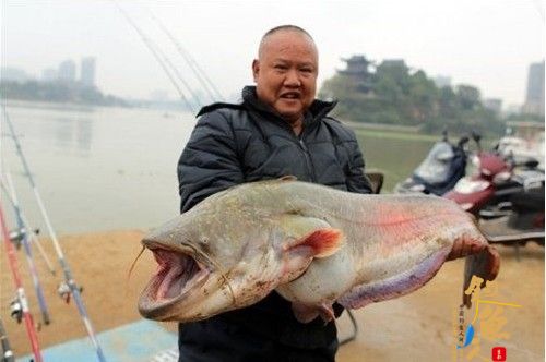 组图:衡阳市民钓上一"河老虎" 重45斤一米多长 