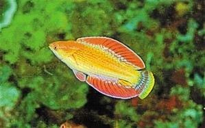 印度尼西亚东努沙登加拉省发现了新品种的鱼类 背鳍臀鳍鱼尾都是圆弧形