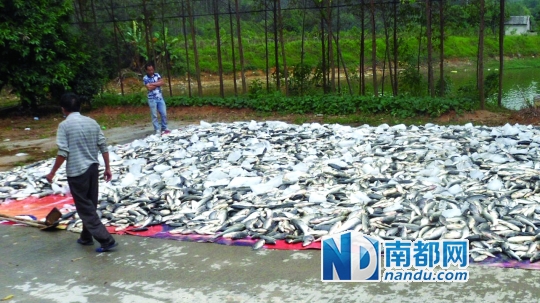 鹤山市桃源镇棠山村数万斤死鱼威胁金峡水库续：环保部门称水质暂未受影 