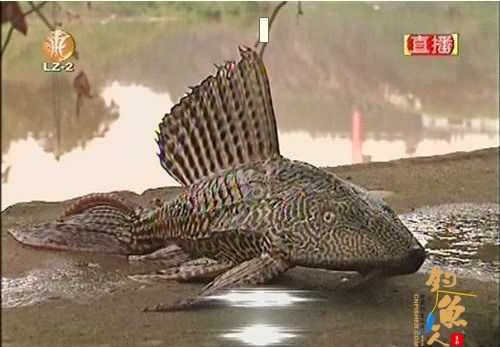 四川泸州张坝渔子溪惊现怪鱼 专家称：是清道夫破坏生态平衡 