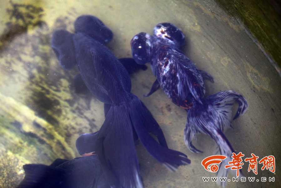 西安本土蓝色金鱼龙睛将消失 身长近30厘米 图
