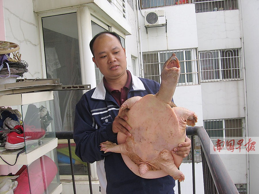 邕江“鳖祖宗”被人钓上岸 背壳坚硬重达8.8公斤 图