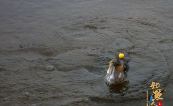 珠珠钓法  型号:1公分的;0.8公分的;0.6公分