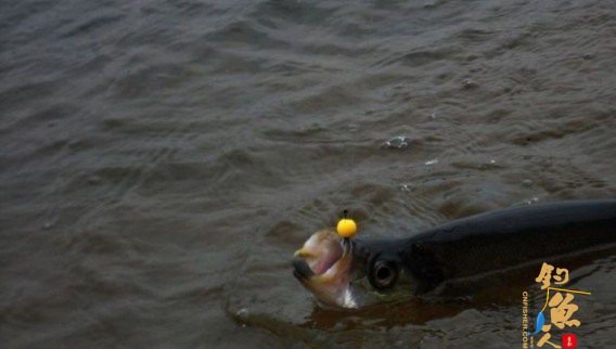 珠珠钓法  型号:1公分的;0.8公分的;0.6公分