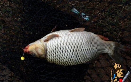 珠珠钓法  型号:1公分的;0.8公分的;0.6公分