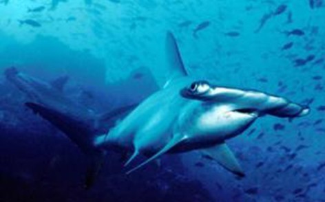 新的鲨鱼物种—卡罗莱纳州锤头鲨 图