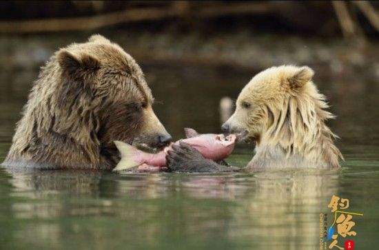 加拿大熊妈妈教幼崽捕鱼显温馨 组图