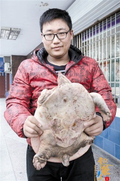 洛阳现15斤重珍珠鳖 通体肉色原产美国 组图