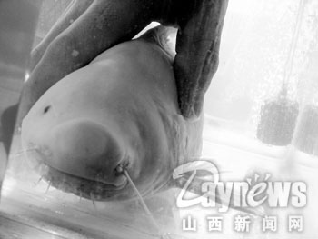 市民鱼市买得独眼鱼 图