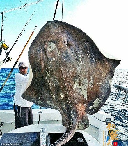 迈阿密渔民捕获深海巨鱼 长4米重360公斤 图