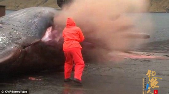 惊悚！抹香鲸尸体被切割时突然爆炸 组图