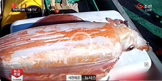 韩国捕获1米长大型鱿鱼 受全球气候变暖影响