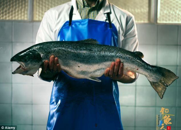 转基因鲑鱼获批上市 "科学怪鱼"抑或"饥荒克星" 图
