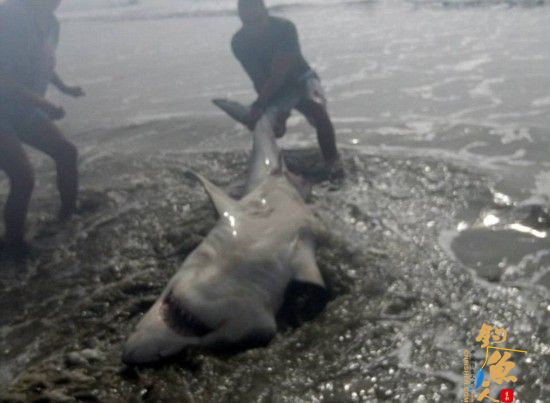 美军官度假意外钓得3米大白鲨 组图