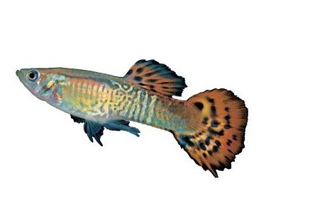 水底小公主 孔雀鱼饲养技巧全攻略