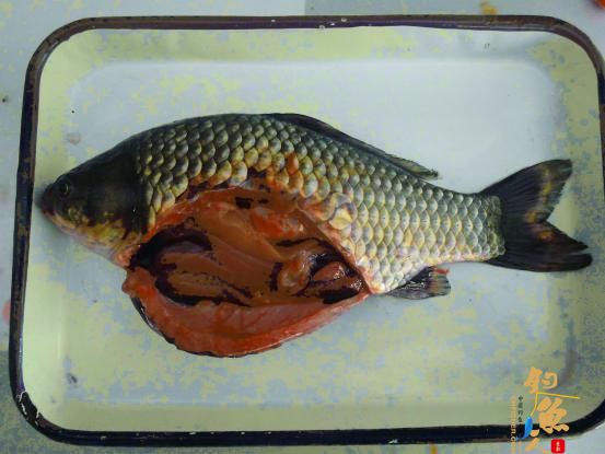 一例异育银鲫疑似“鳃出血”症 组图