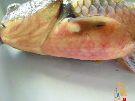 一例异育银鲫疑似“鳃出血”症 组图