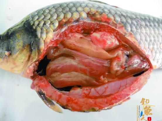 一例异育银鲫疑似“鳃出血”症 组图