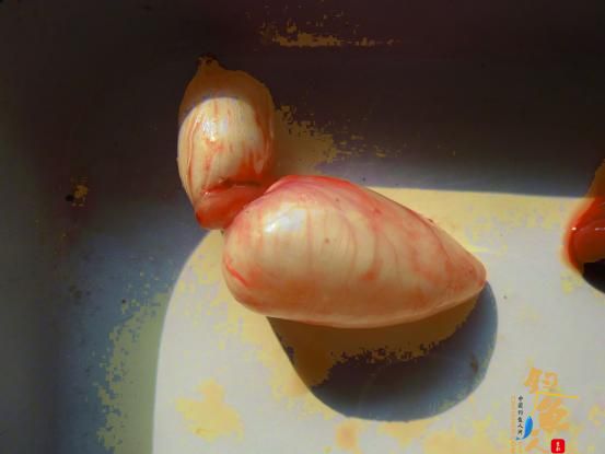 一例异育银鲫疑似“鳃出血”症 组图