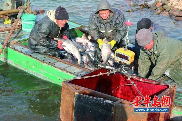 奋战一周，5万斤鲢鱼上钩