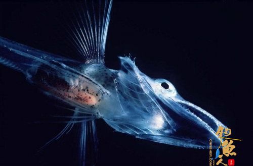 动物“防寒秘笈”：防冻鱼”形成抗冻蛋白 图