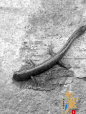 吉林网友发现“怪鱼”：像泥鳅 有粗壮四肢 组图