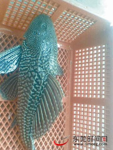 市民江边捕获怪鱼:鱼嘴长在腹部 图