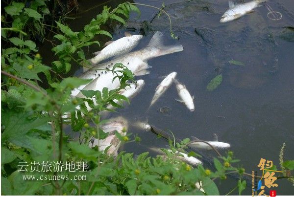 40亩鱼塘被垃圾污水污染 死鱼损失百万元 四个月维权无结果