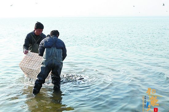 黄壁庄水库放鱼百万尾 净化水库水质 图