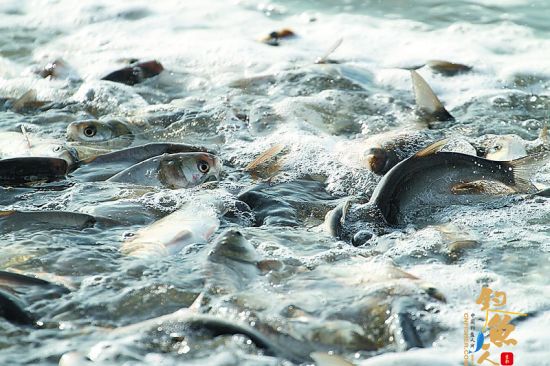 黄壁庄水库放鱼百万尾 净化水库水质 图