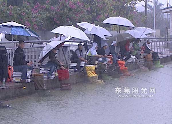 东莞塘厦：50名钓友冒雨角逐迎新春钓鱼比赛 图