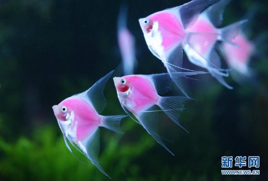 梦幻粉红荧光鱼亮相台北 图