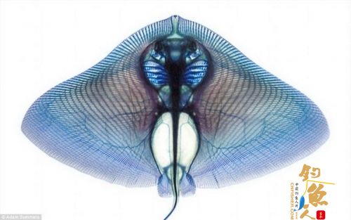 染色鱼标本呈现精美骨骼结构：蝴蝶鳐鱼 图