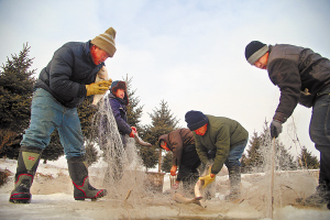 第二届哈尔滨长岭湖冬季捕鱼节试捕仪式在长岭湖拉开帷幕 一网一吨鱼