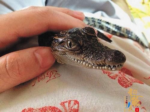 大学生网上转让宠物鳄鱼 林业部门称安全隐患大 图