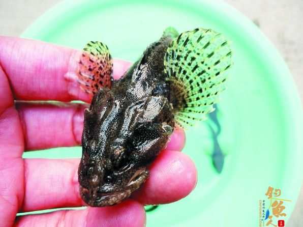 山东青岛松江鲈鱼“待产”放流胶州湾 图