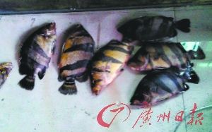 特价洗衣机自燃娇贵观赏鱼死光 事发广州图