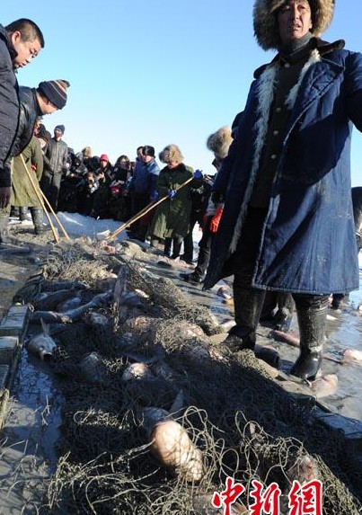 吉林查干湖冬捕单网捞鱼10万斤 “头鱼”天价28万元 图
