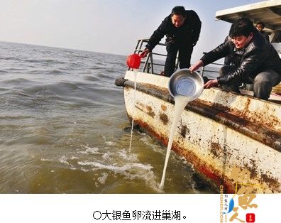 安徽巢湖：2亿粒大银鱼卵增殖进巢湖 明年又有大银鱼吃喽！ 组图