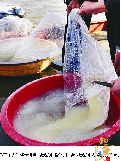 安徽巢湖：2亿粒大银鱼卵增殖进巢湖 明年又有大银鱼吃喽！ 组图