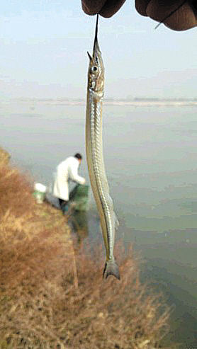 消失15年的针鱼重现兰江