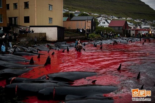 法罗群岛杀鲸传统场面血腥 幼童目睹杀鲸全过程 人类对动物的残酷