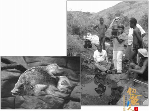 　　研究人员在马达加斯加发现了丽鱼科曼加拉哈拉慈鲷。图片来源：《科学》