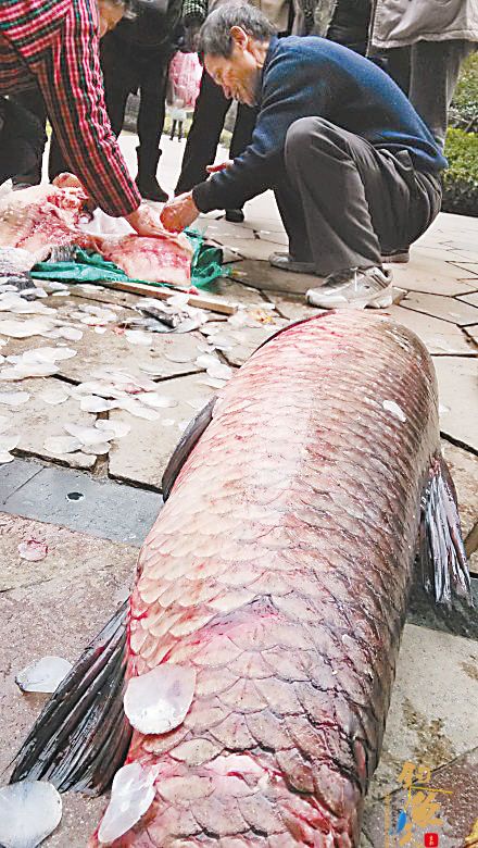 60多斤草鱼 很少见！ 图