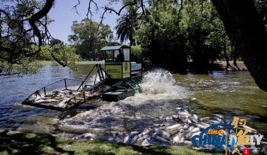 阿根廷连日高温 大批鱼类被“热死” 图