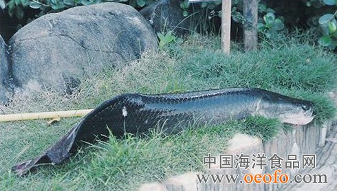 十大最凶猛淡水鱼雀鳝入侵长江 图